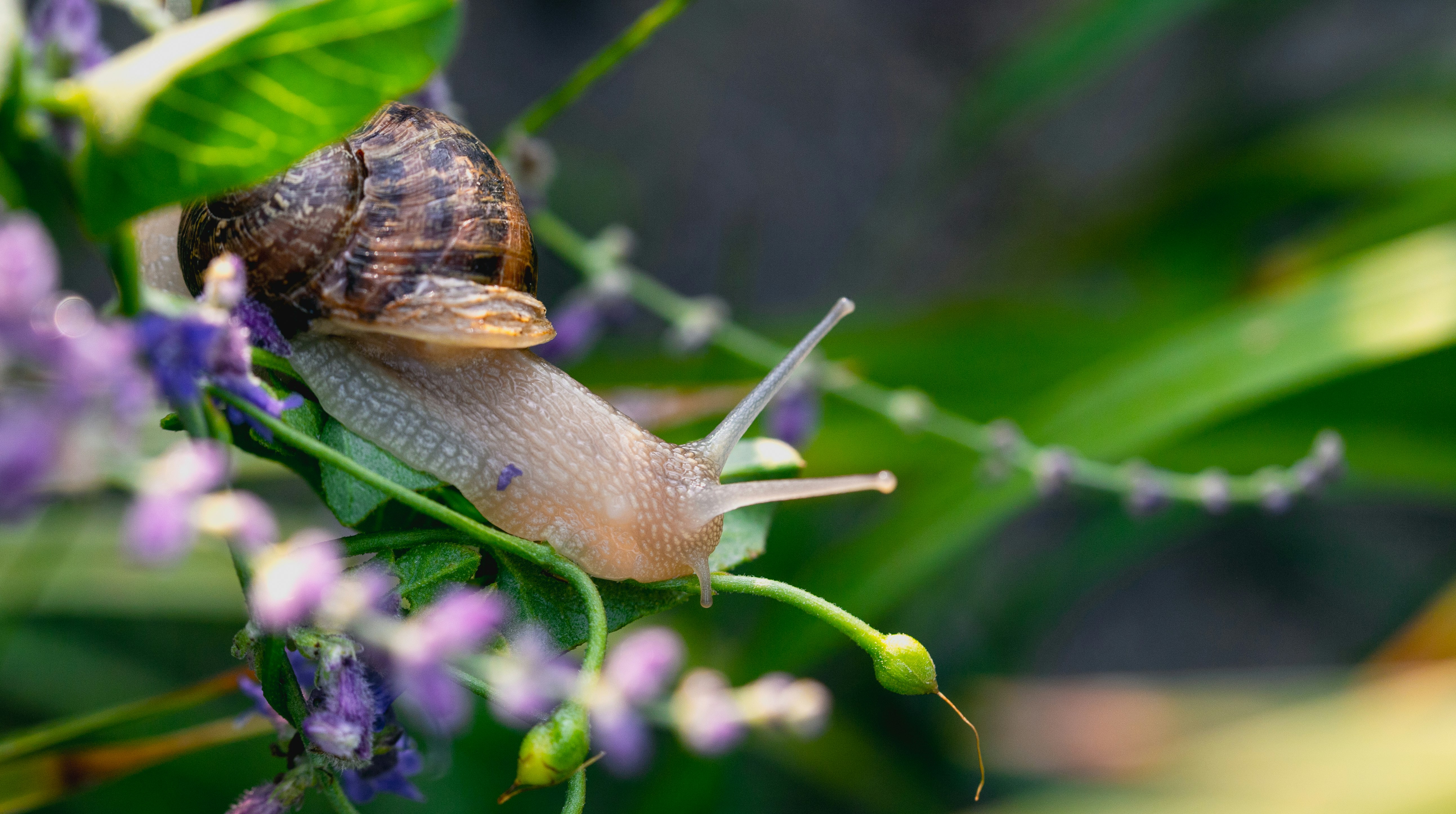 brown snail on purple flower